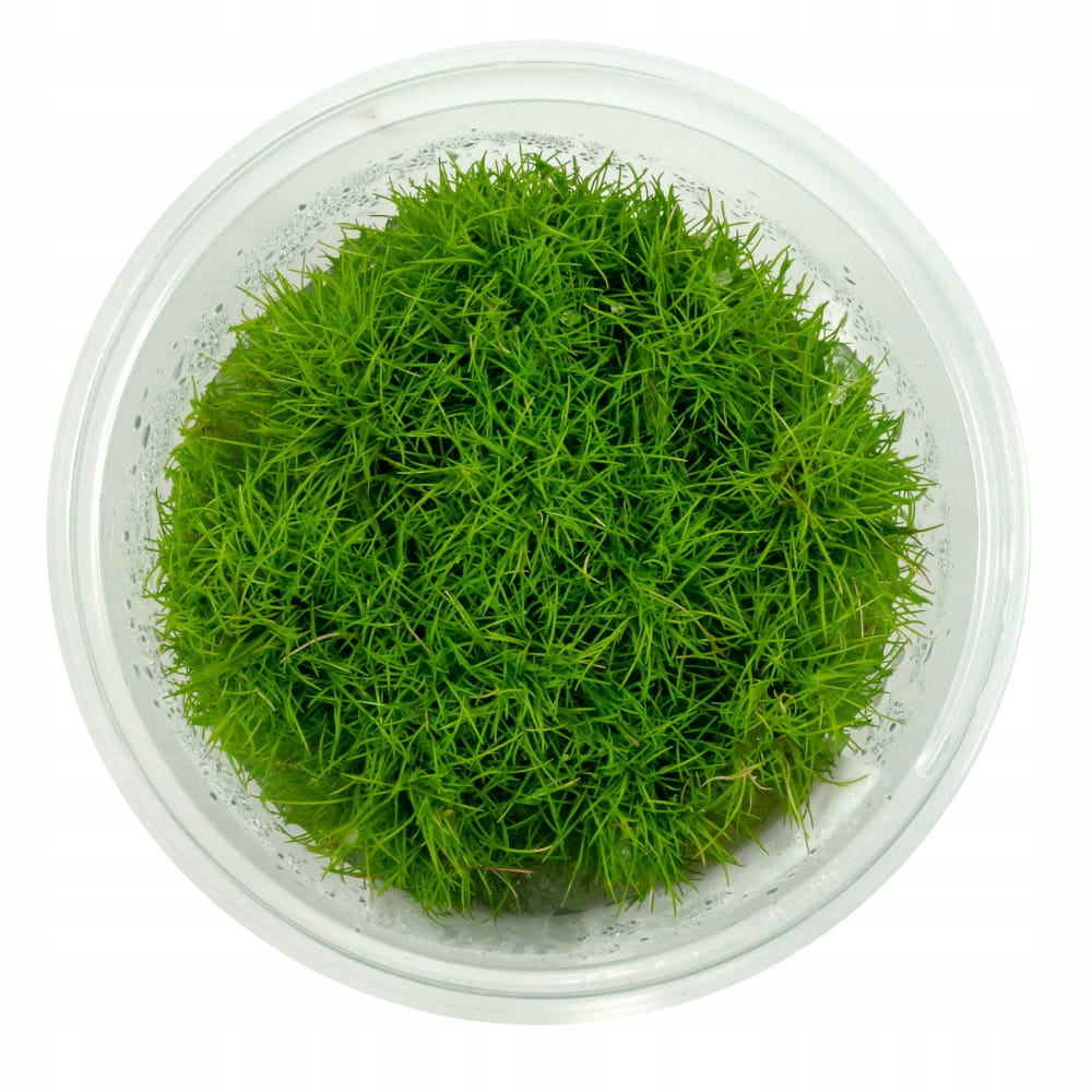 Eleocharis sp. Mini Ponikło Trawnik Akwariowy In Vitro Kubek 10cm