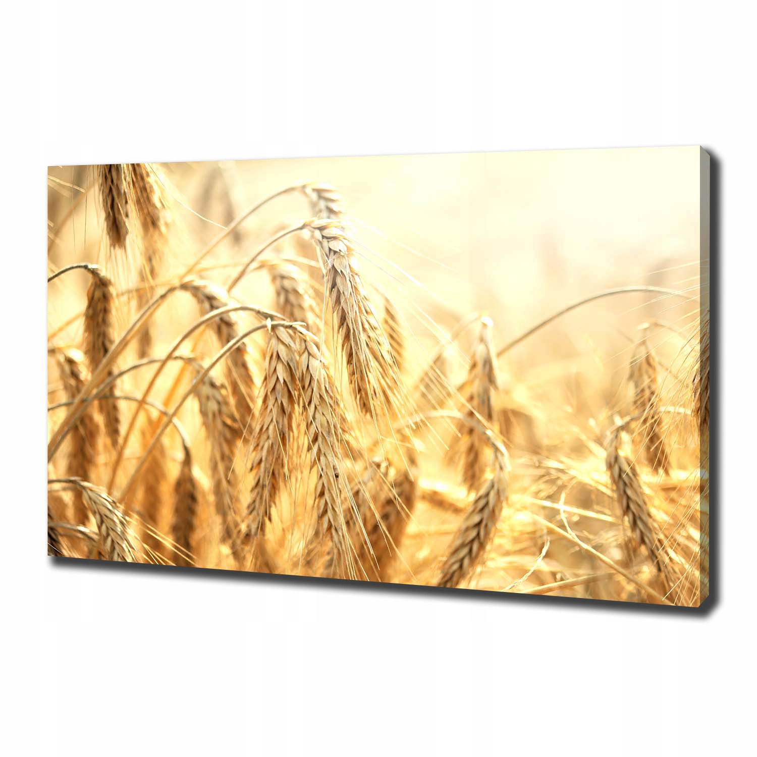 

Foto obraz ze zdjęcia do salonu Zboże 100x70 cm