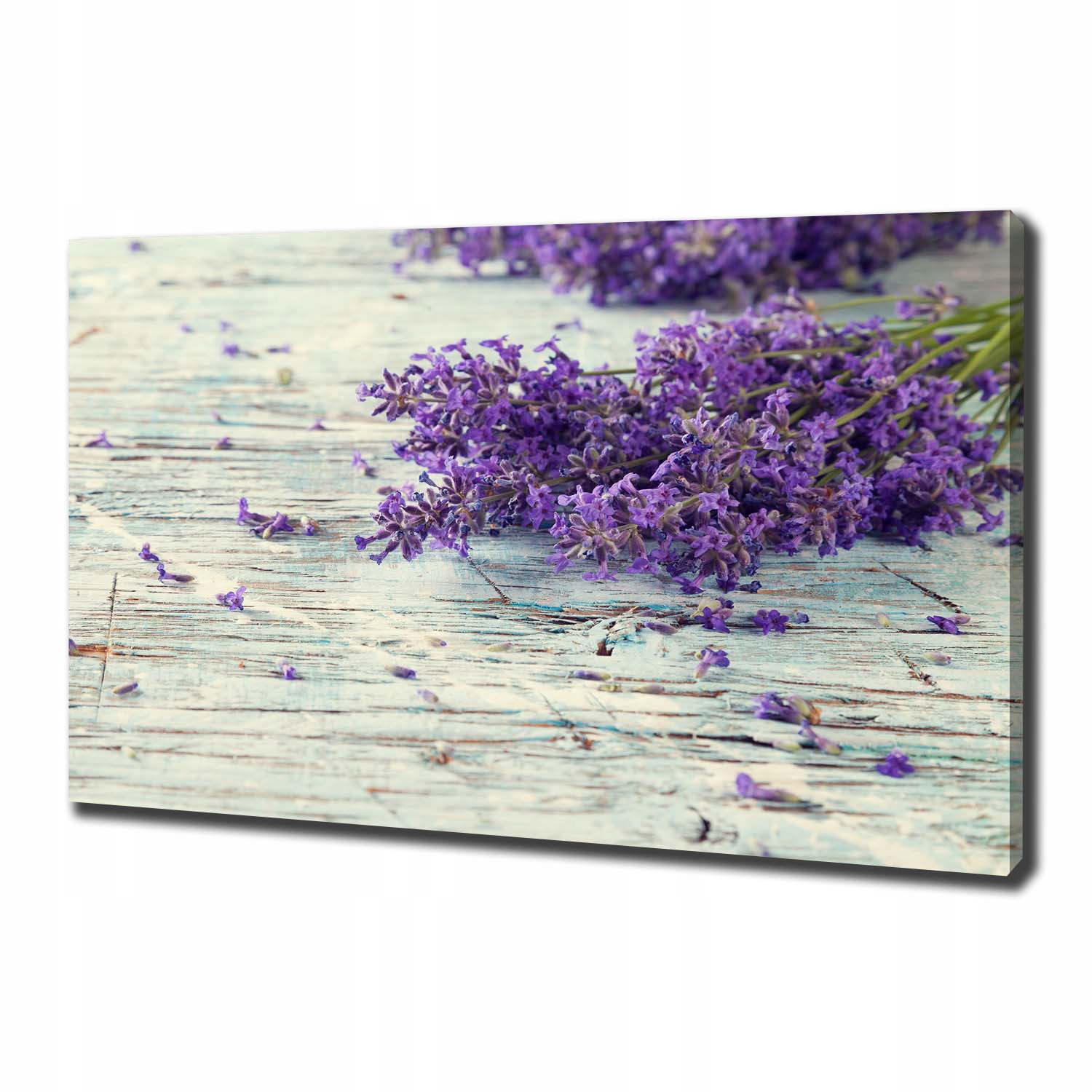 

Foto obraz canvas na ścianę Lawenda 100x70 cm