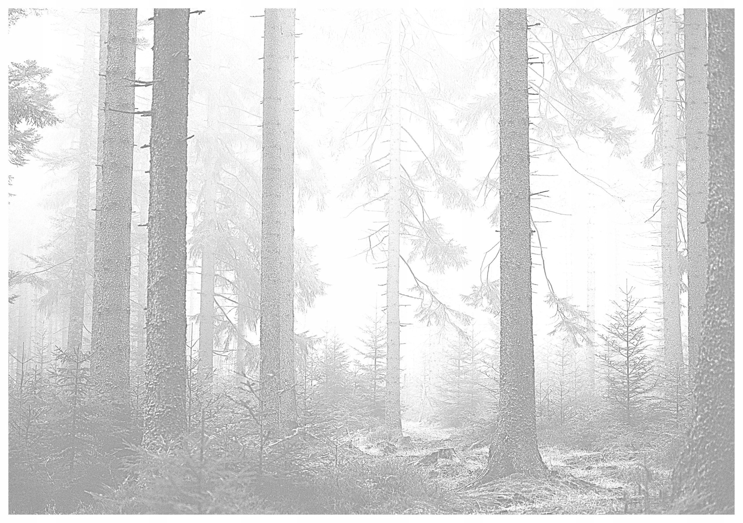 Fototapeta Hmlistý les Šedá harmónia prírody vinylová 368x280 lepidlo