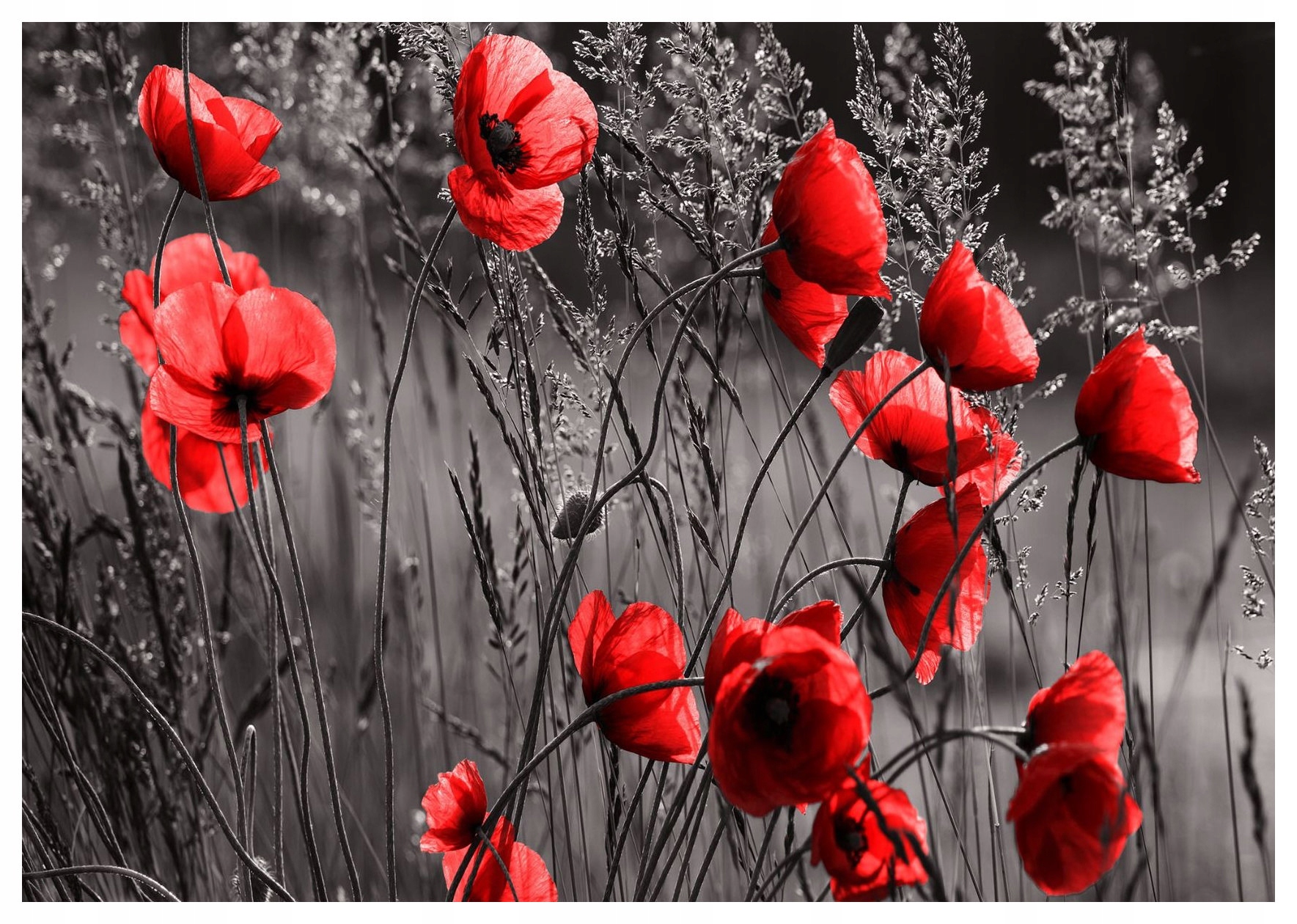 Fototapeta vlies Maki Kontrast čiernej a červenej Kvety 350x250 lepidlo