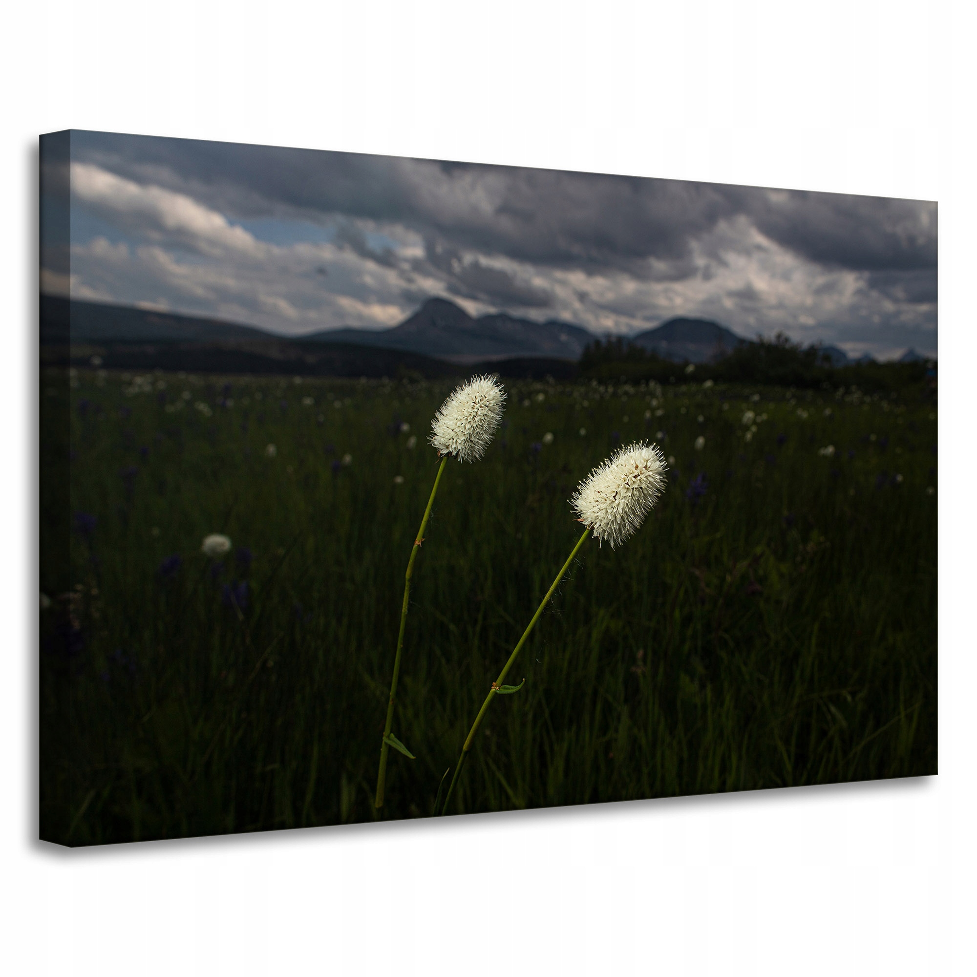 Obraz Canvas Příroda Hory Polní květiny 90x60 cm