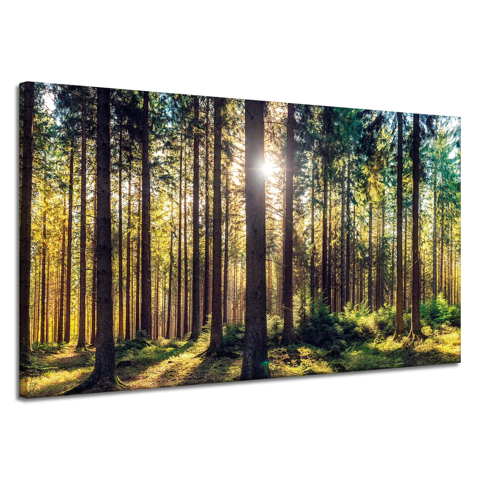 Obraz na plátně Les Slunce Stromy Jaro Ráno 120x70 cm