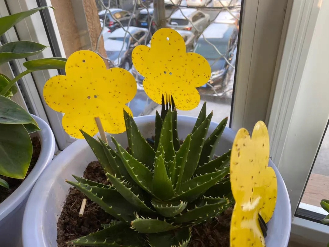 ŻÓŁTE LEPY DO DONICZEK ZIEMIÓRKI 12 SZTUK Producent inna