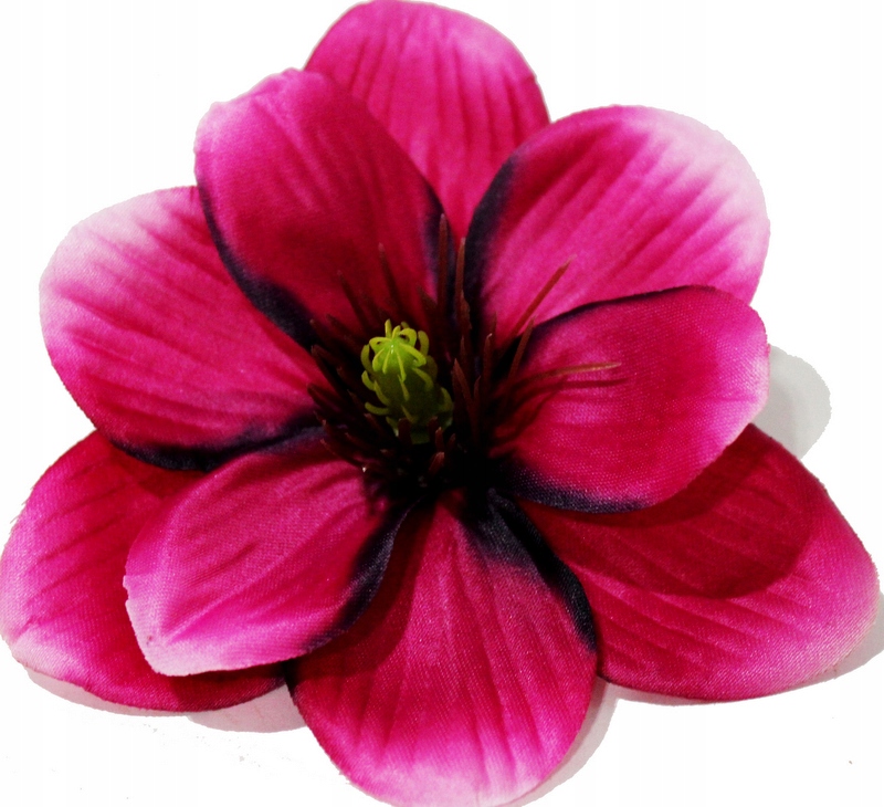 

Magnolia Główka Wyrobowa Amarant/róż