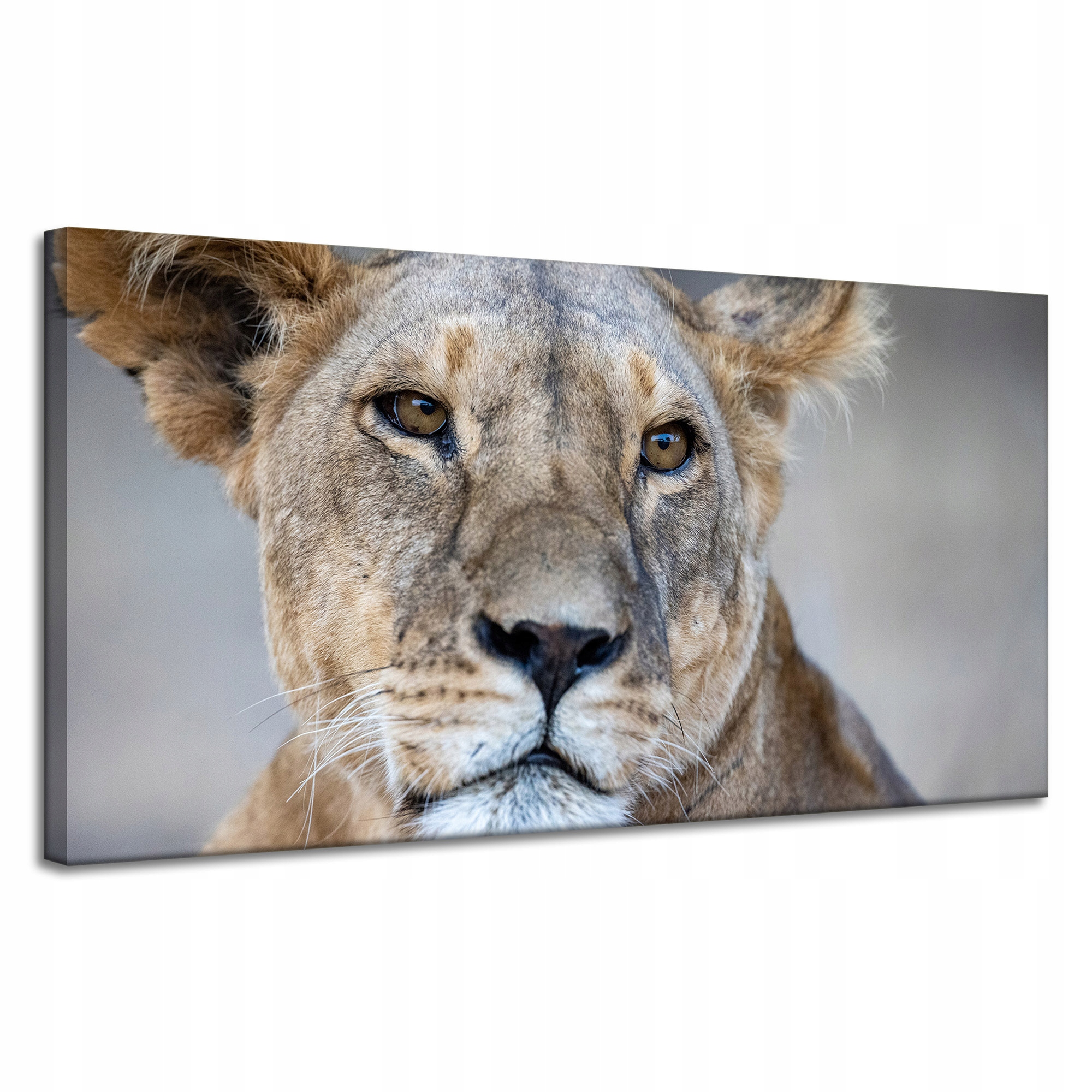 Obraz Canvas Zvířata Africký lev 120x60 cm