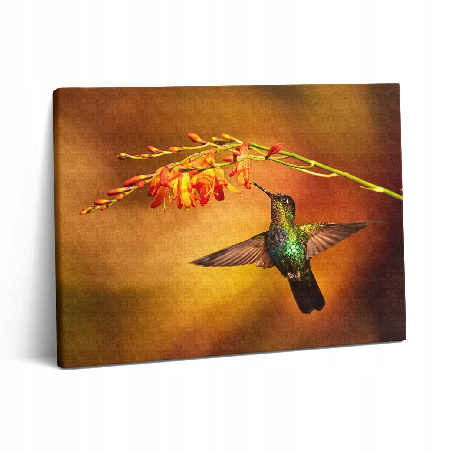 Na plátně Fotobraz do kuchyně Rám ze dřeva Dárek Kolibřík Pták 80x60 cm