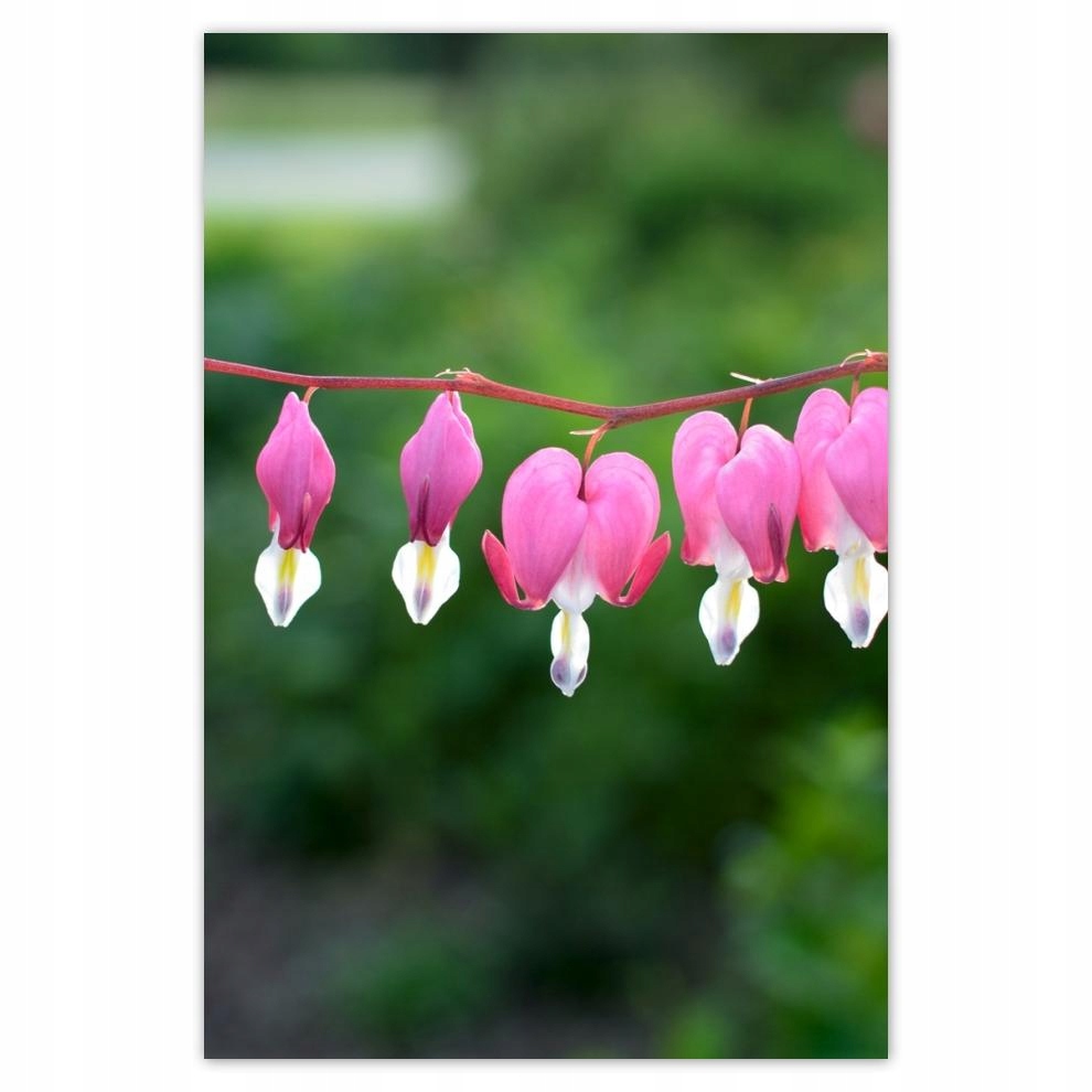 

Plakat 62x93 Serca Maryi