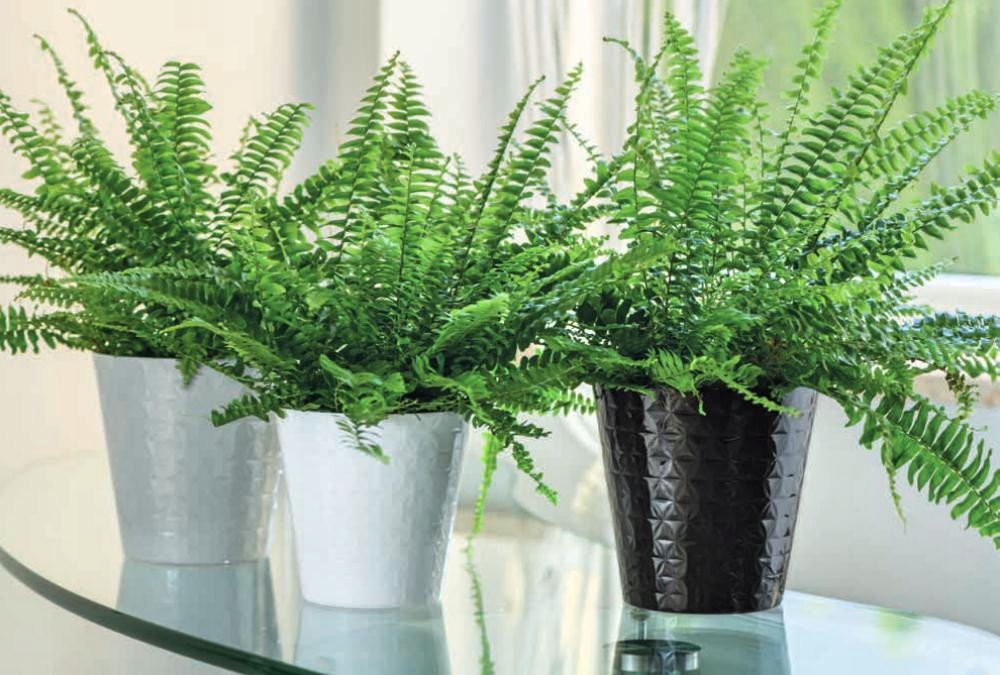 Osłonka Diament petit 11 biała jak ceramiczna Materiał wykonania tworzywo sztuczne