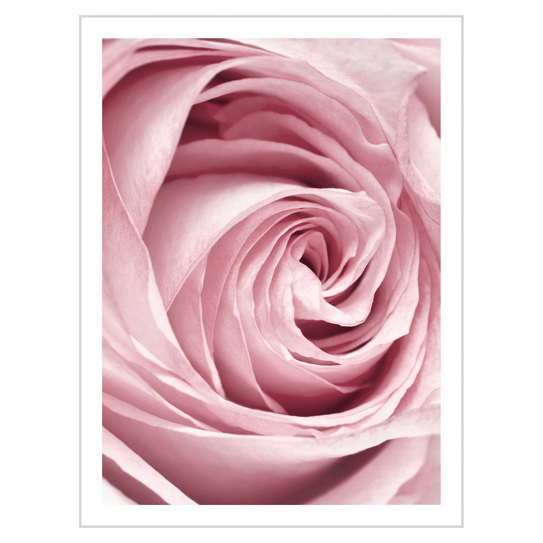 

Plakat 30x40 Kwiaty Róża