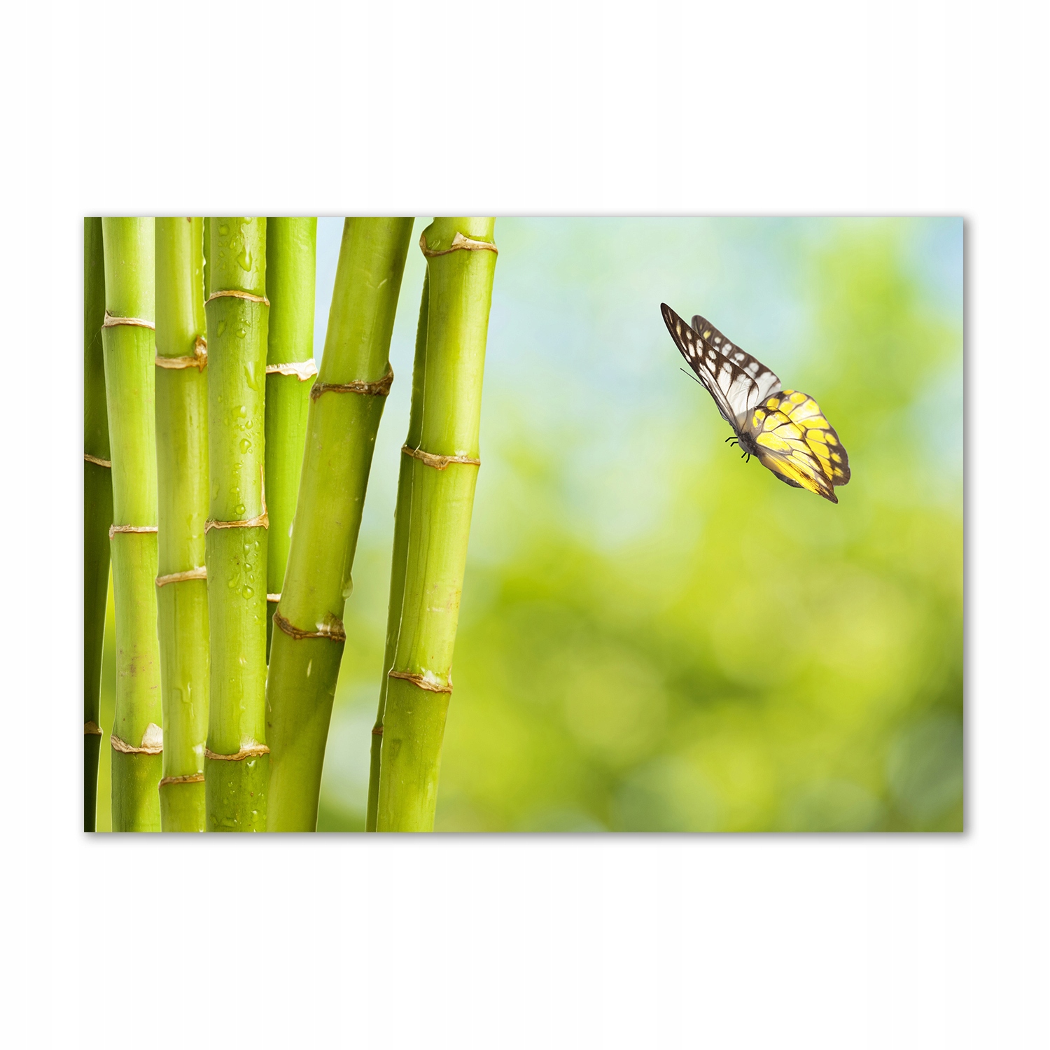 

Obraz zdjęcie szkło akryl Bambus i motyl 100x70 cm