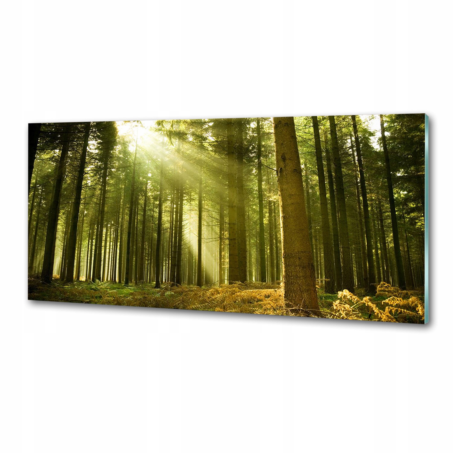 Panel dekor sklo Borovicový les 125x50 cm Lepidlo
