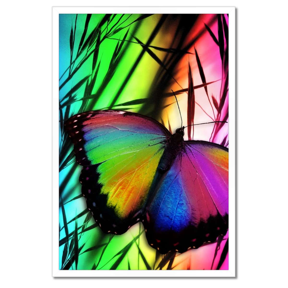 Plakáty v rámu 40x60 Duhový motýlek