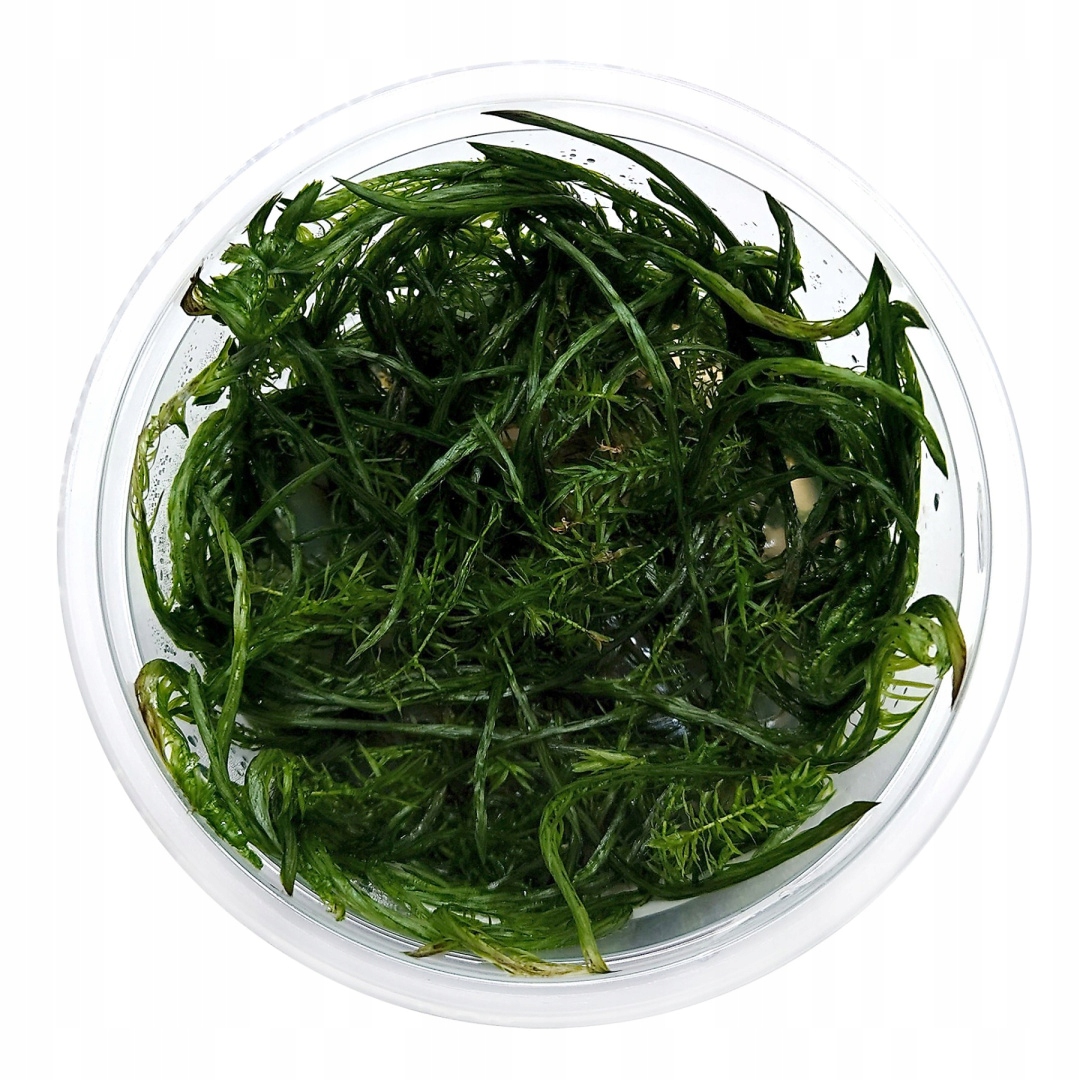Mayaca Fluviatilis in vitro kubek 10cm