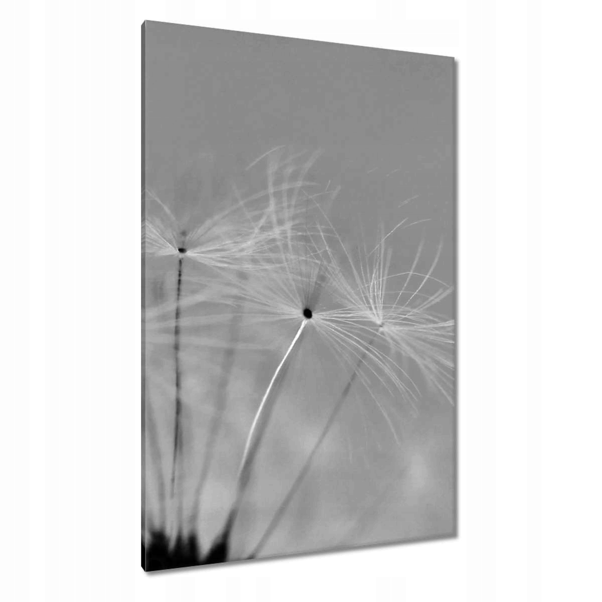 Obrazy 80x120 Pampeliška Květ Květiny