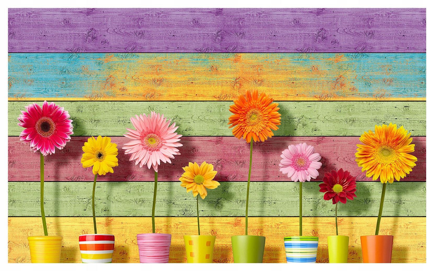 Tapeta Gerbery v kvetináčoch na pozadí dreva 368x254 jarná nálada lepidlo