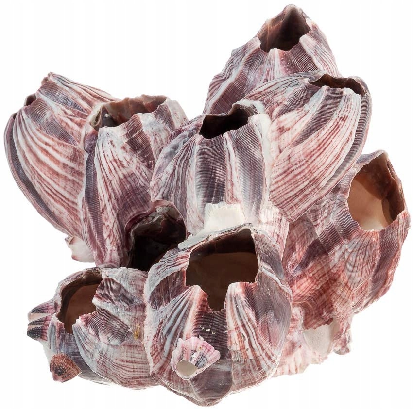 Levně Mušle Barnacle Poupata Dekorace Akvárium 12-15CM