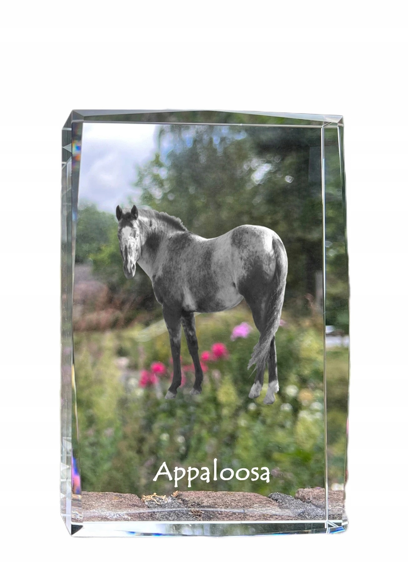 Kôň Appaloosa, fotografia v kryštáli, suvenír, trofej, poďakovanie