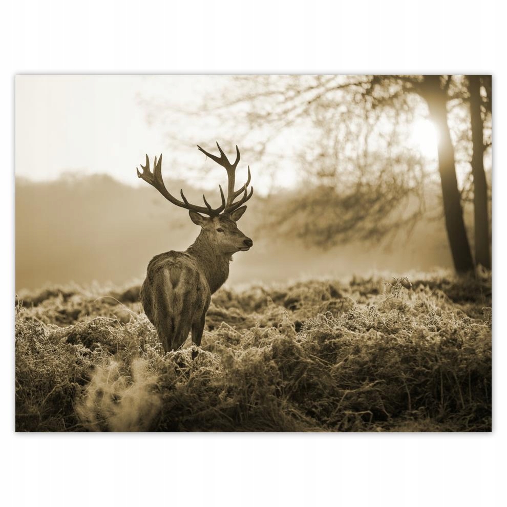 

Plakat 40x30 Jeleń Las zachód słońca