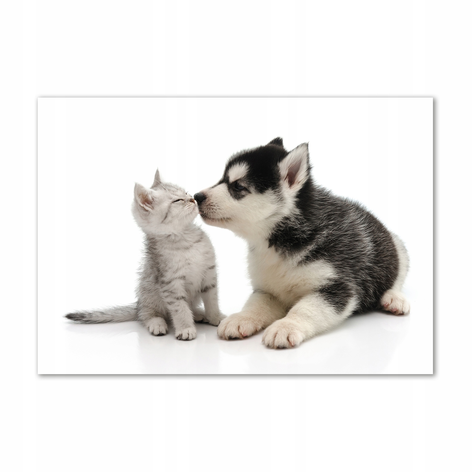 

Obraz zdjęcie na ścianę akryl Pies i kot 100x70 cm