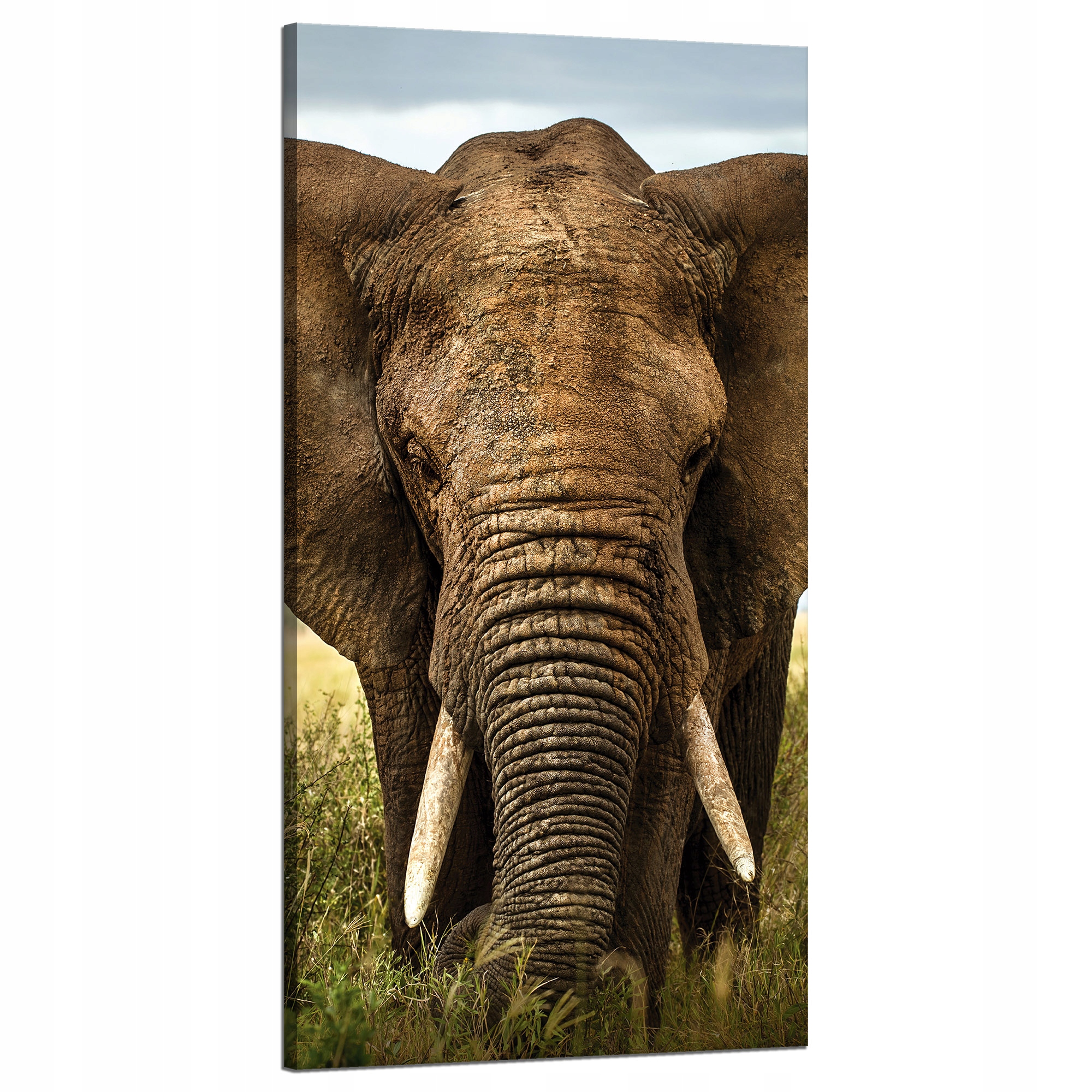 Obraz na plátně Slon ve vysoké trávě Afrika 60x120 cm Ideální jako dárek