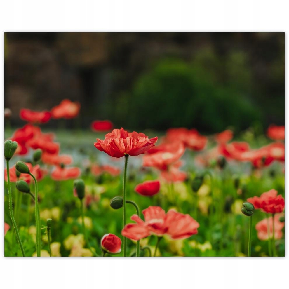 

Plakat 50x40 Mak Maki Kwiaty Kwiatki