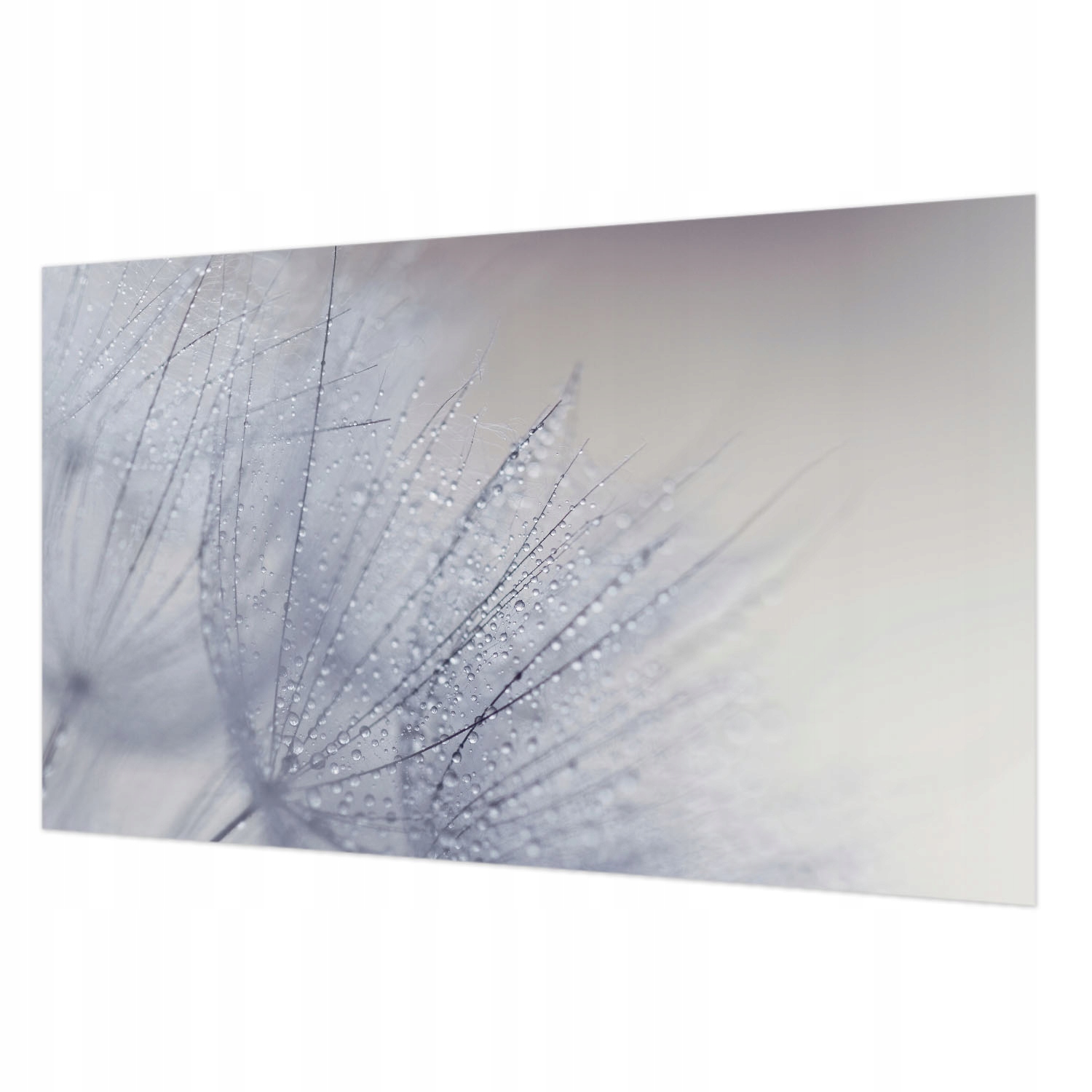 Fototapeta na flizelině do pokoje domu 3D Pampeliška orosená 416 x 254 cm
