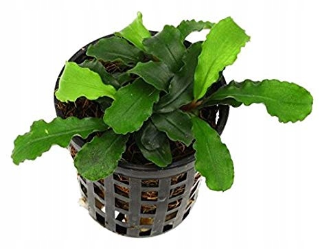Bucephalandra Wavy Green w KOSZYKU akwa_fan