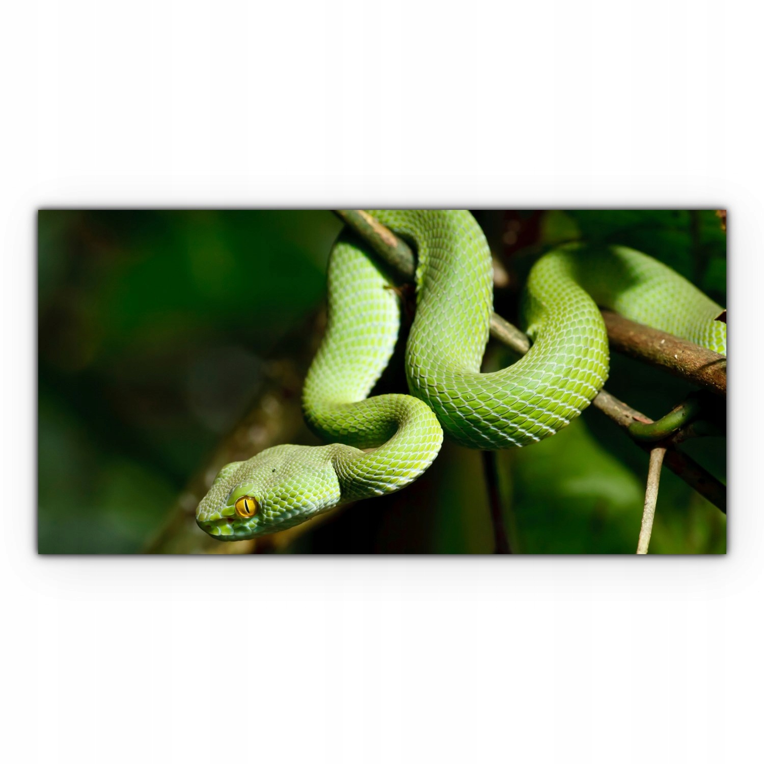 

Obraz na płótnie z foto 120x60 Wąż Las Deszczowy