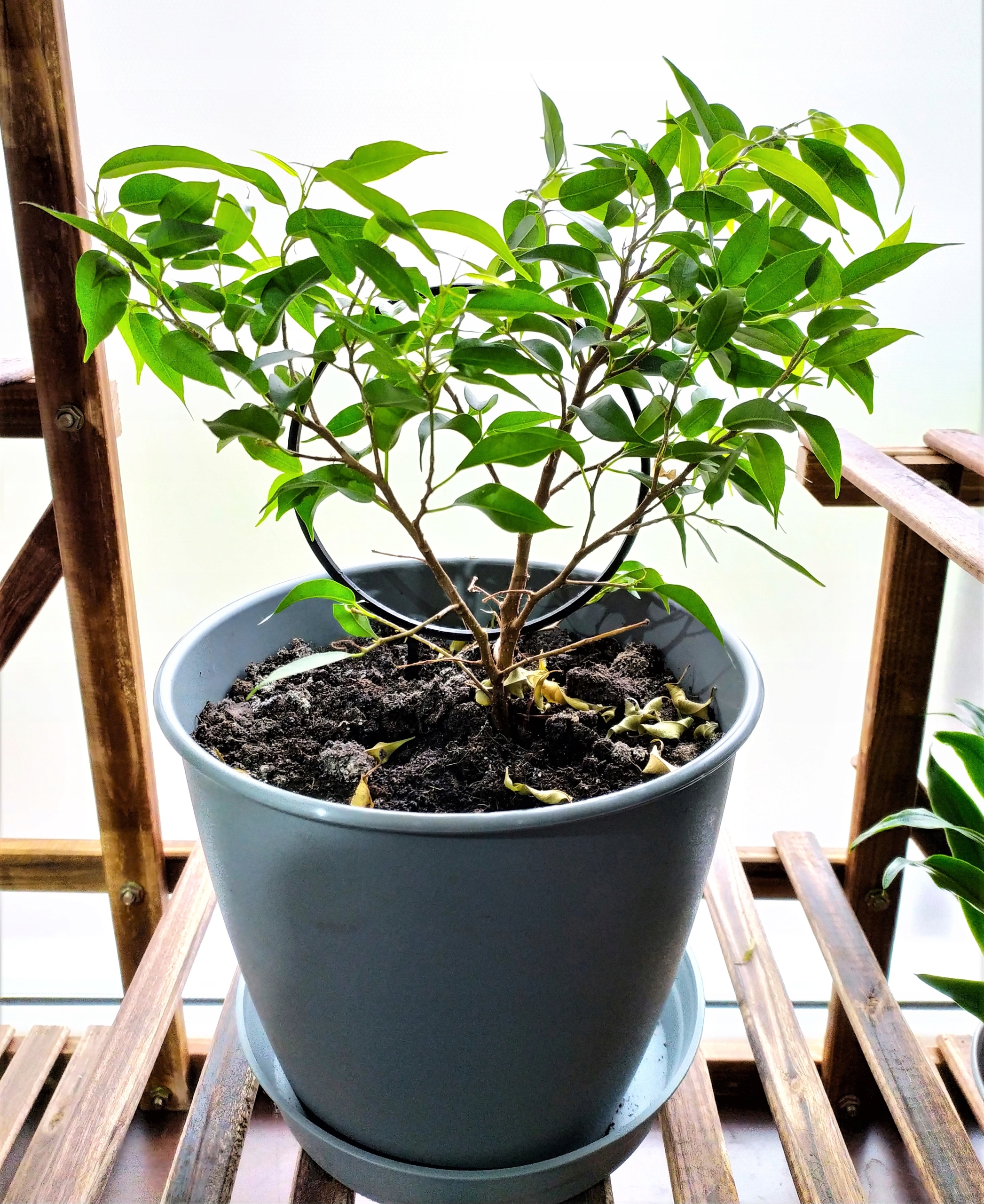 PODPÓRKA KWIATÓW ROŚLIN PERGOLA KOŁO OBRĘCZ 19cm Rodzaj drabinka