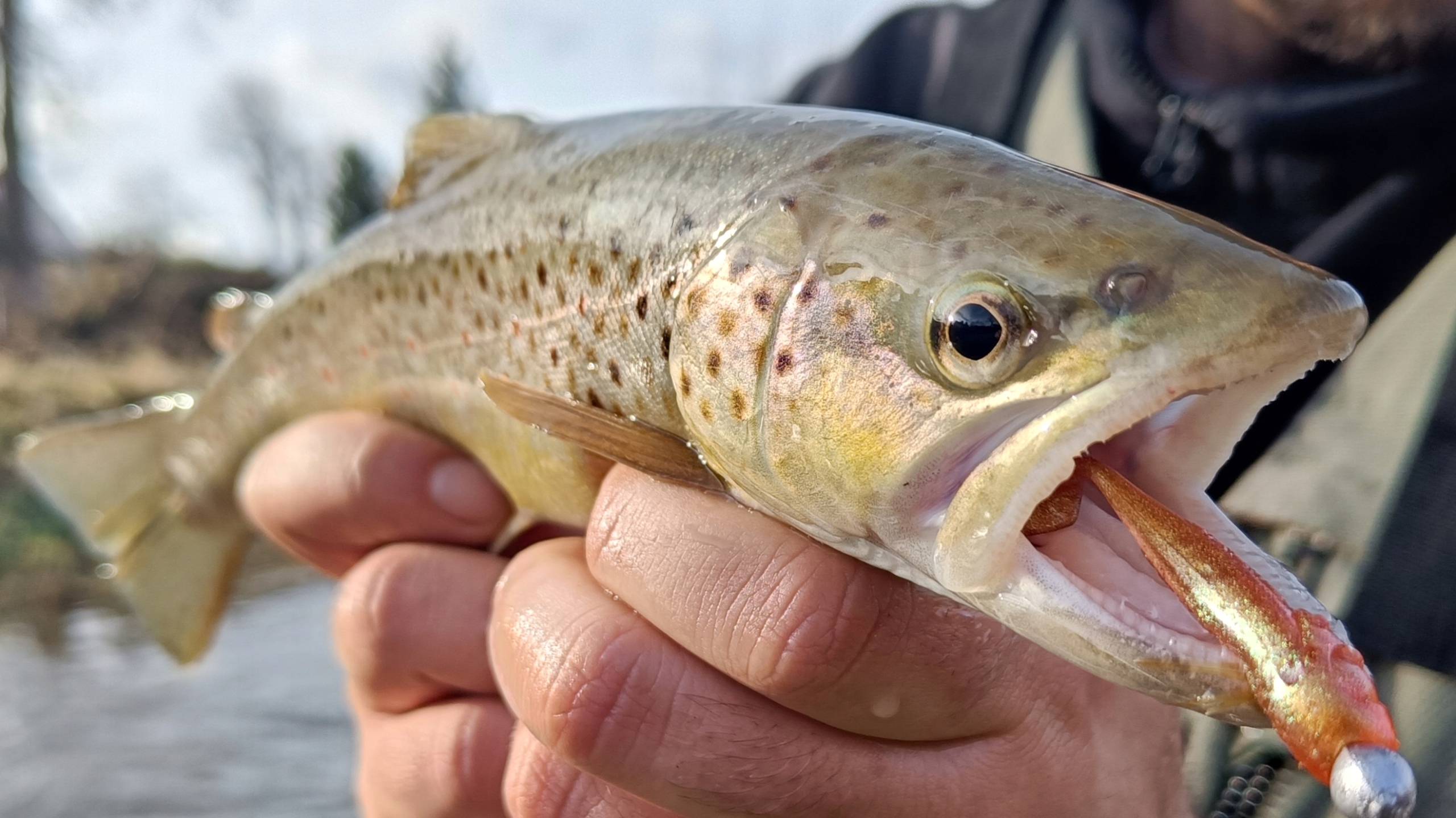 SEWRO SNAKE 7 color 07 KAMELEON GOLD Kod producenta spec7 07