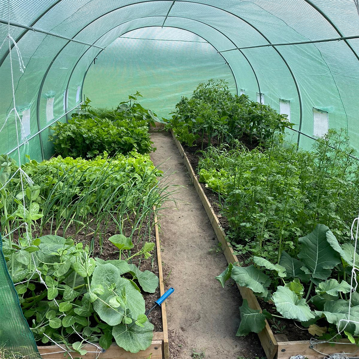 MOCNA FOLIA NA TUNEL OGRODOWY FOLIOWY ZAMIENNA SZKLARNIA NAMIOT UV+ 2x2x2m Powierzchnia 4 m²