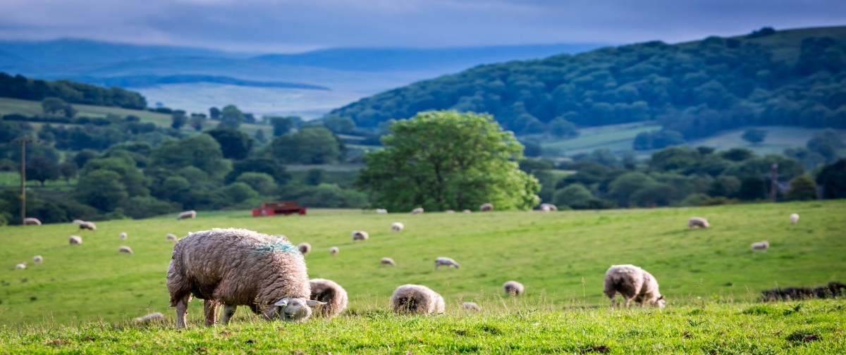 

Fototapeta Flizelinowa Stado owiec - 250x104