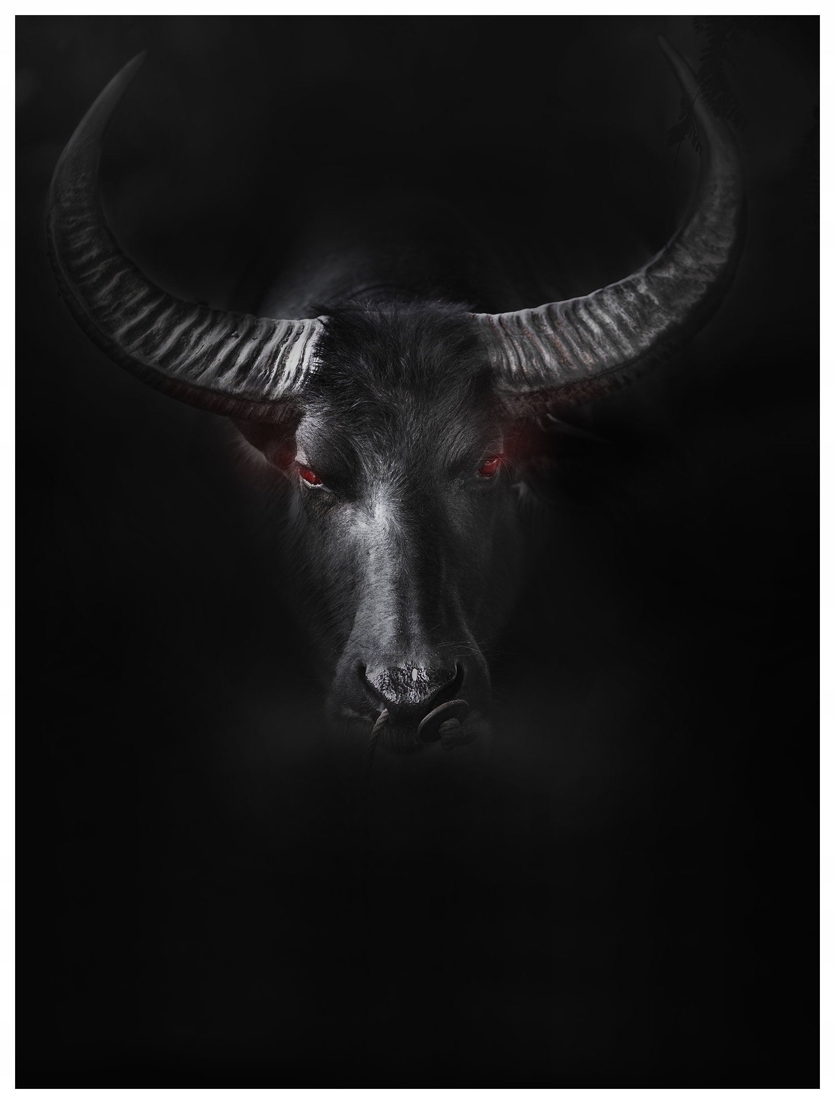 Vliesová fototapeta Buvoli, síla divokosti v černé a temné barvě 206x275 lepidlo