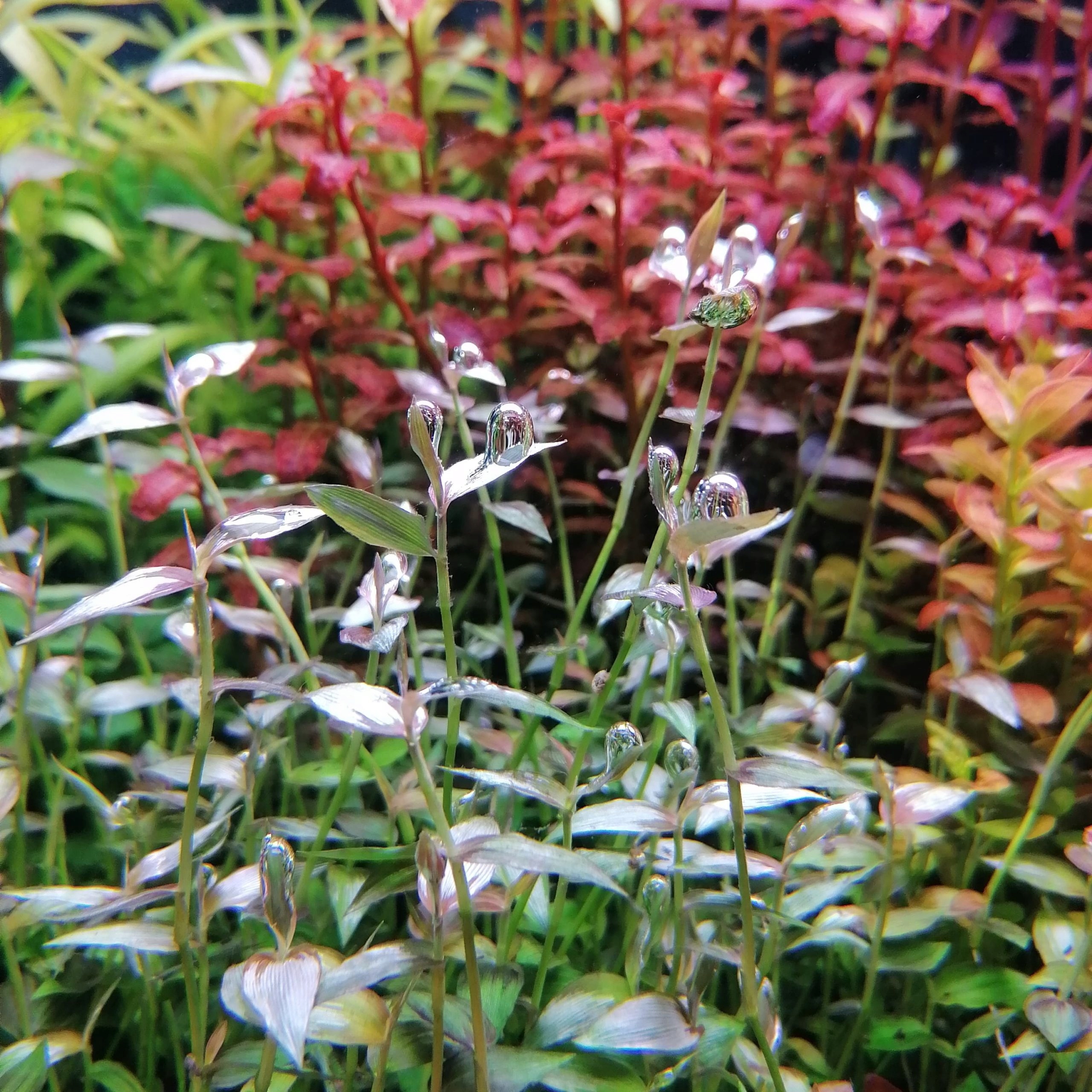 Sphaerocaryum Malaccense RARYTAS