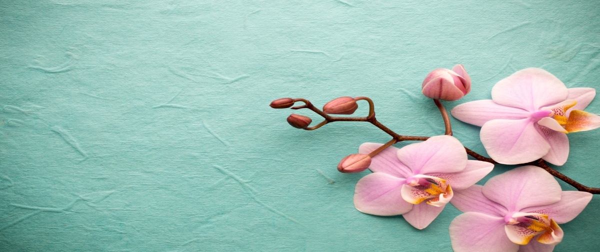 

Tapeta flizelinowa Orchidea Różowy - 250x104