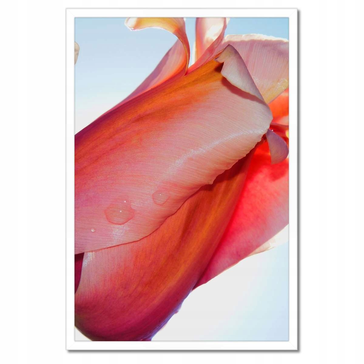 Plakáty v rámu 40x60 Tulipány Květiny