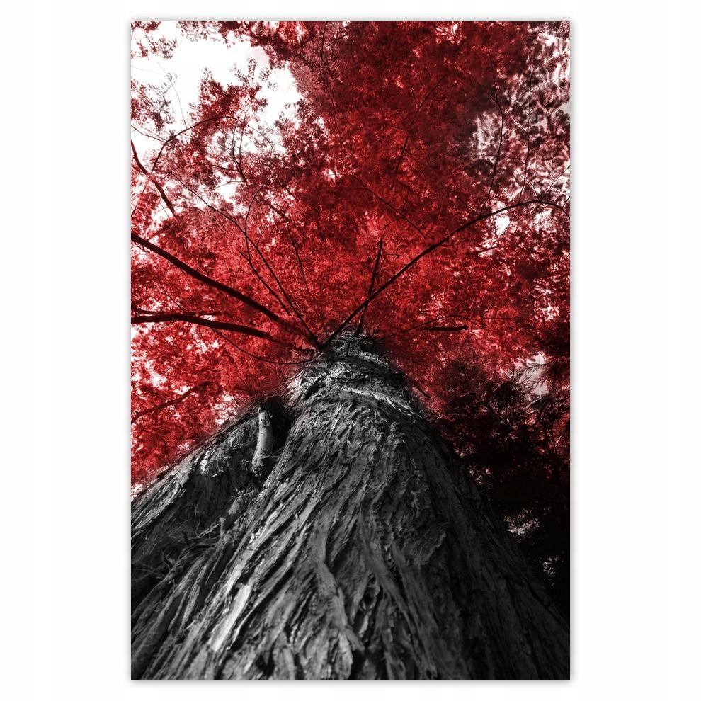 

Plakat 62x93 Sekwoja Wysokie drzewo