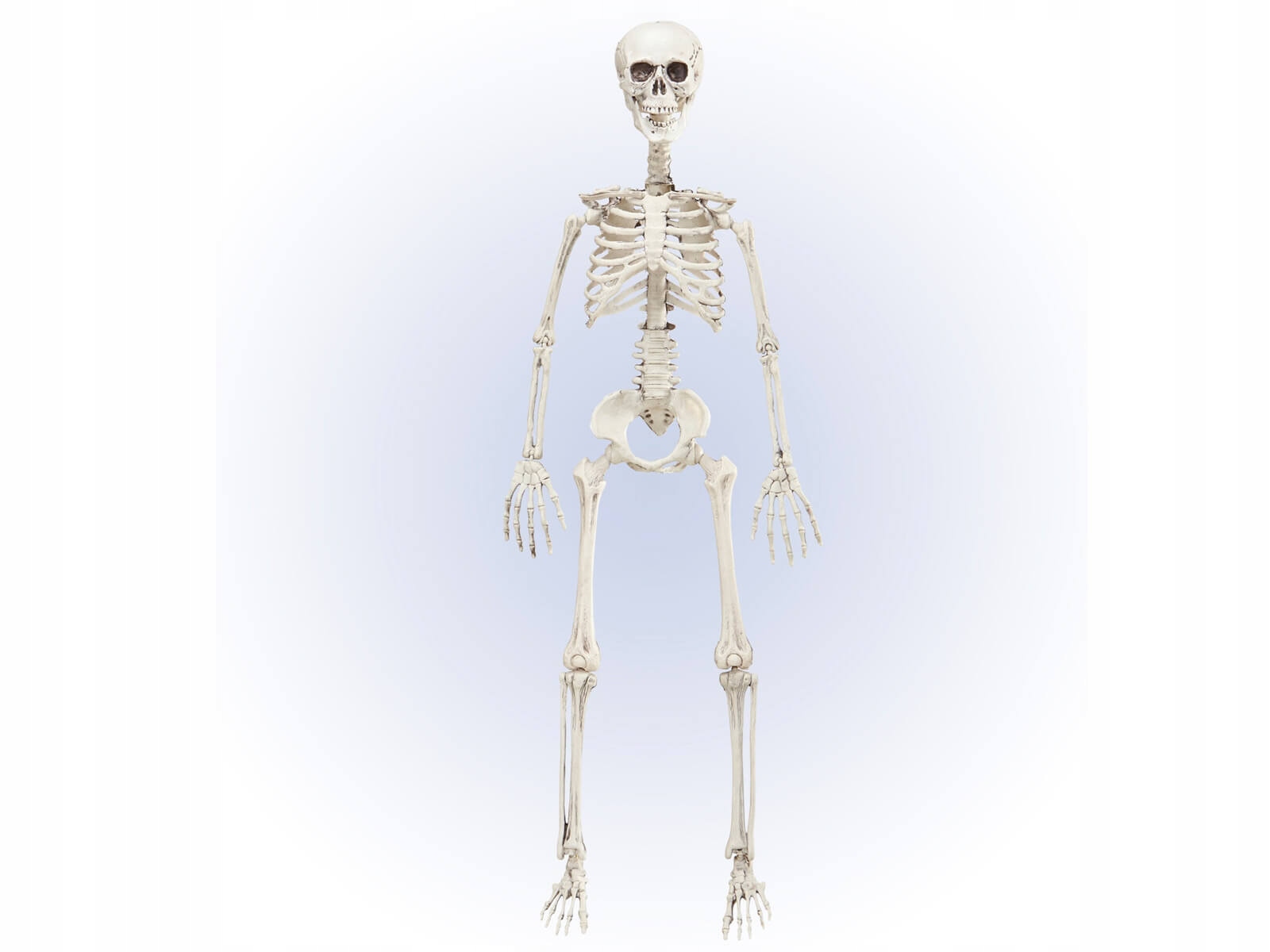 Kostra Kostlivec 90 cm, dekorace na Halloween