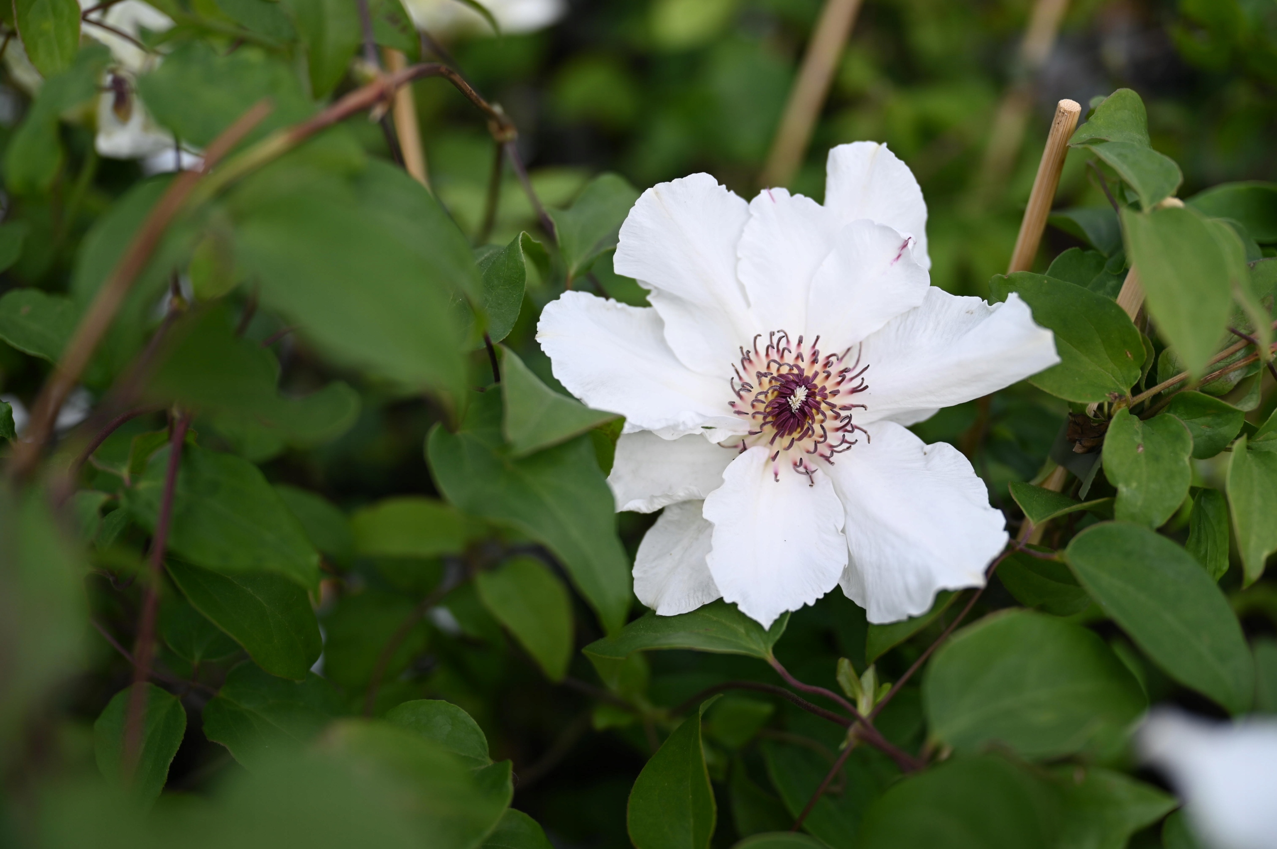 Clematis Boulevard Ninon