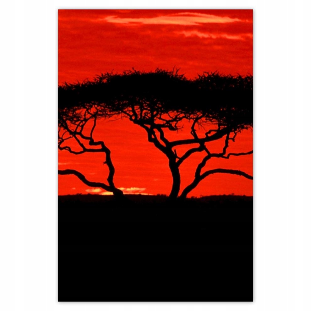 

Plakat 62x93 Akacja w Afryce