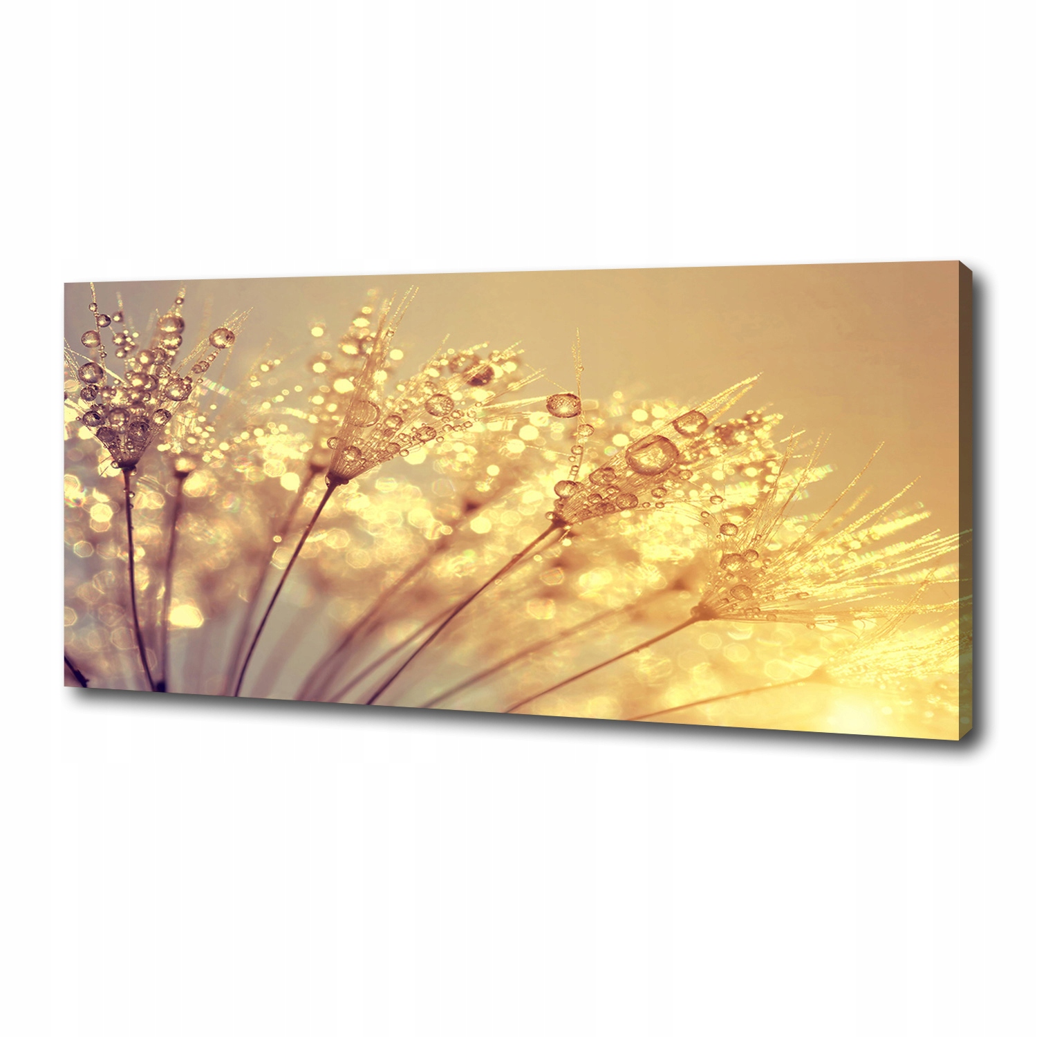 

Foto obraz na płótnie Nasiona dmuchawca 125x50 cm