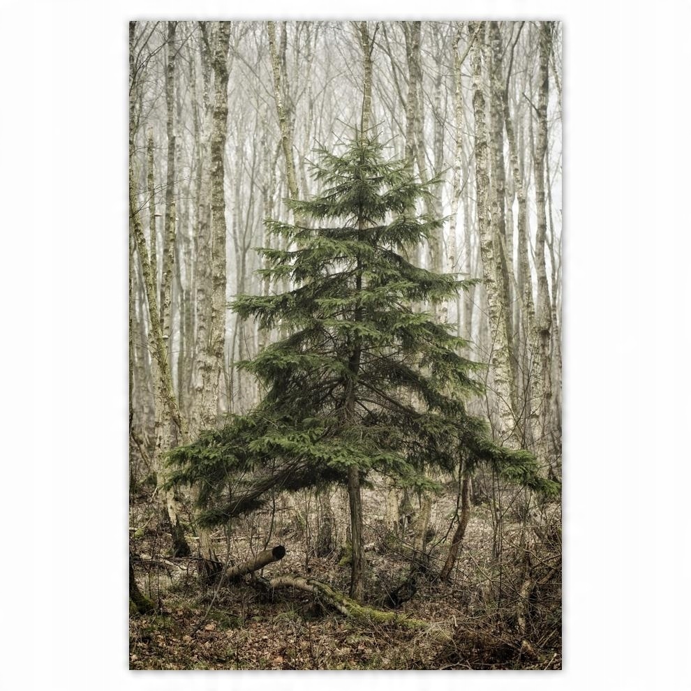 

Plakaty 40x60 Drzewo Drzewa Widok