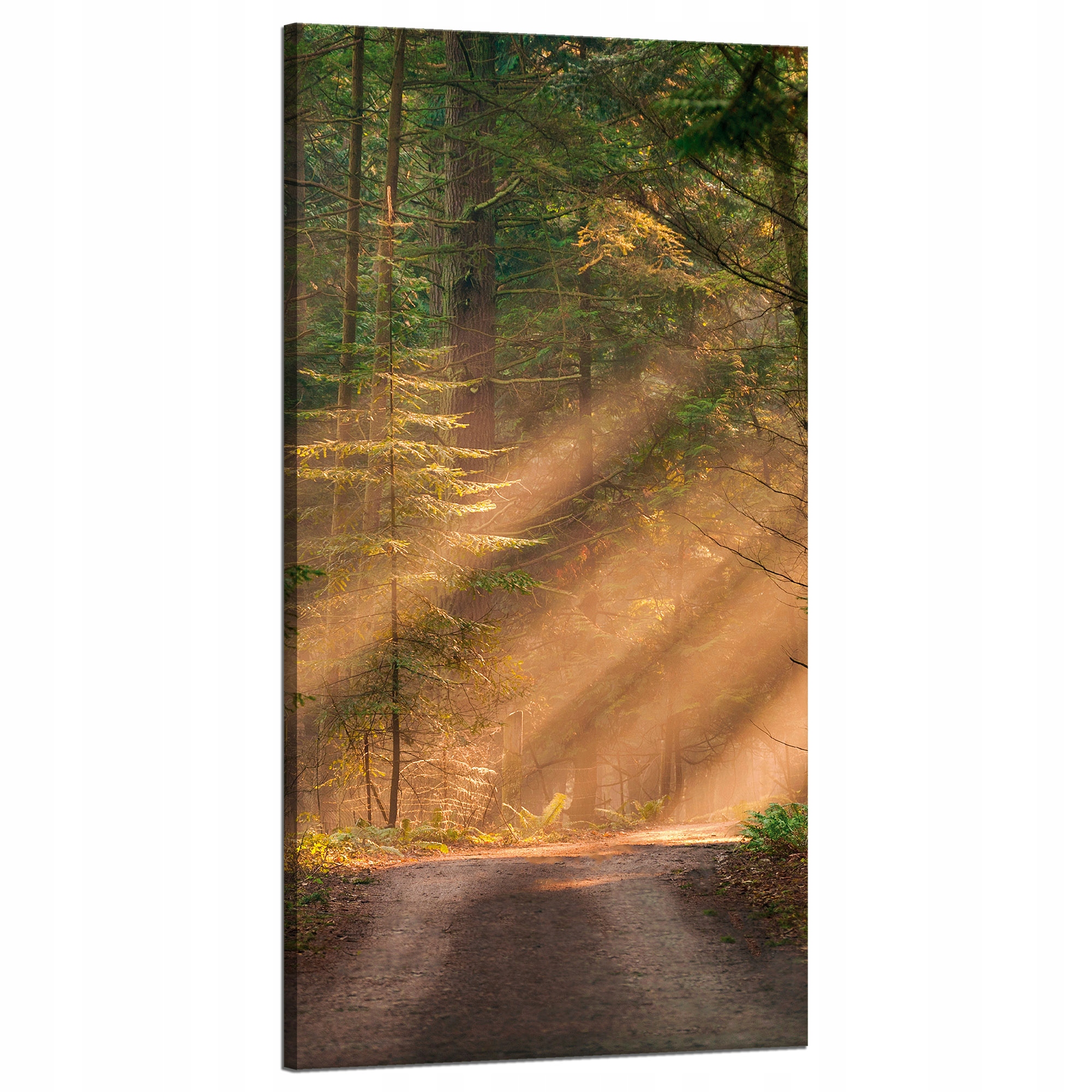 Obraz na plátně Stezka v lese Stromy Příroda 60x120 cm