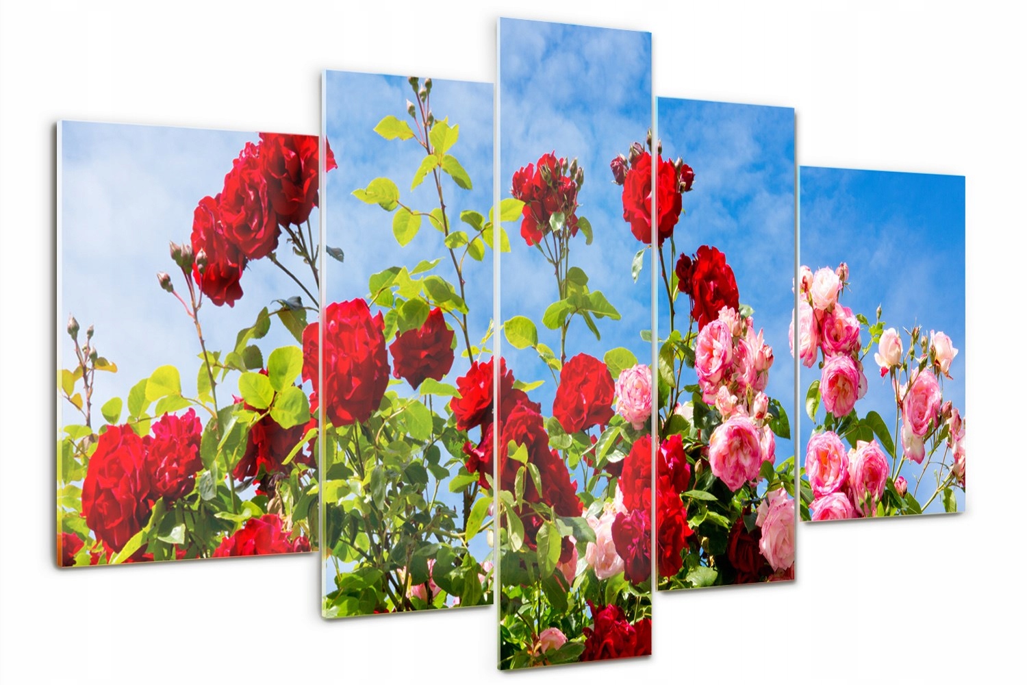 

Foto Obraz szklany duży tryptyk Dzikie róże