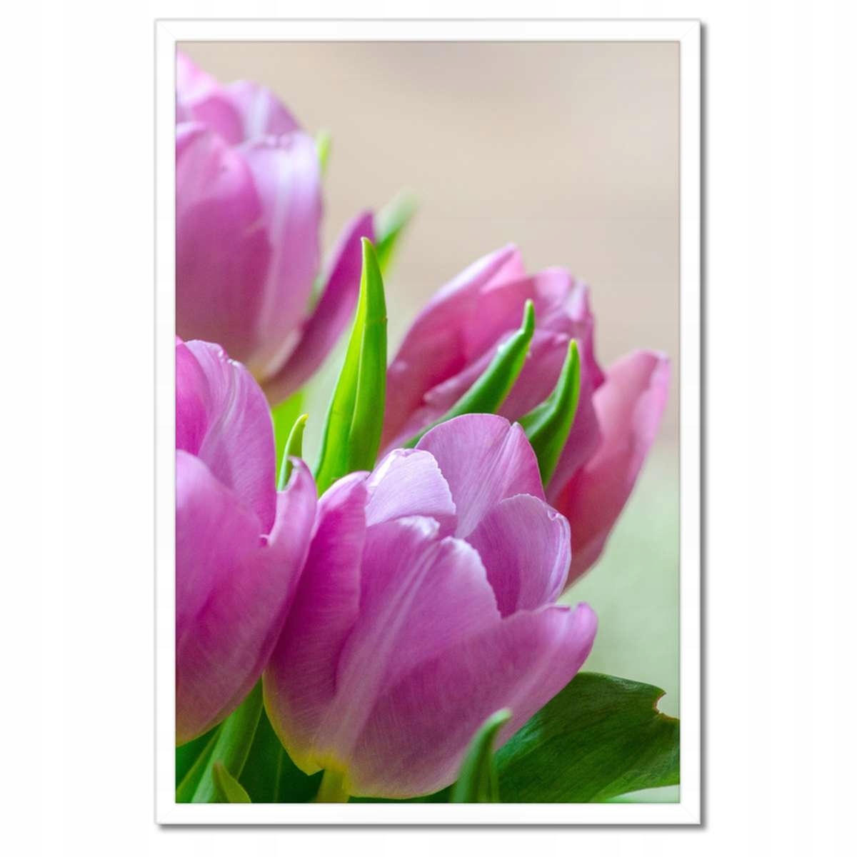 Plakáty v rámu 40x60 Tulipány Květiny