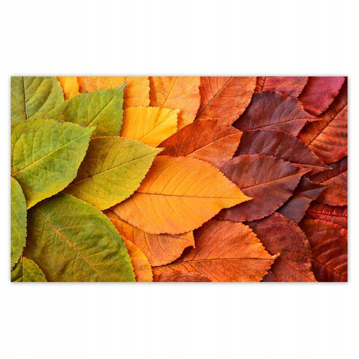 Fototapety 520x318 Jesienne kolorowe liście Listki w kolorach jesieni