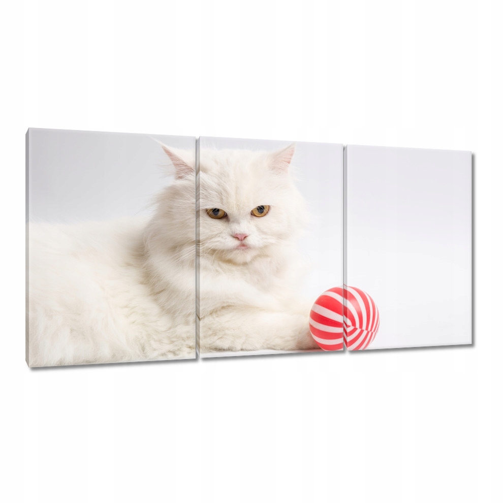 

Obrazy 120x60 Kot Kotek Kotki Koty
