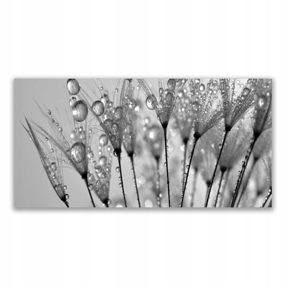 

Obraz nowoczesny 140x70 Mniszek Lekarski Roślina