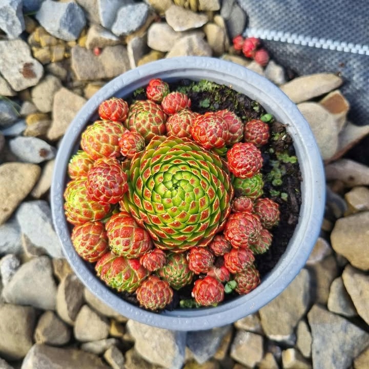 Rojnik, kamienna róża